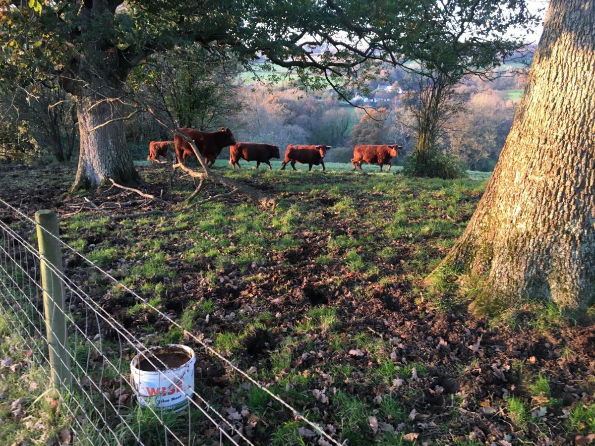 Higher Biddacott Farm Chittlehampton Екстер'єр фото