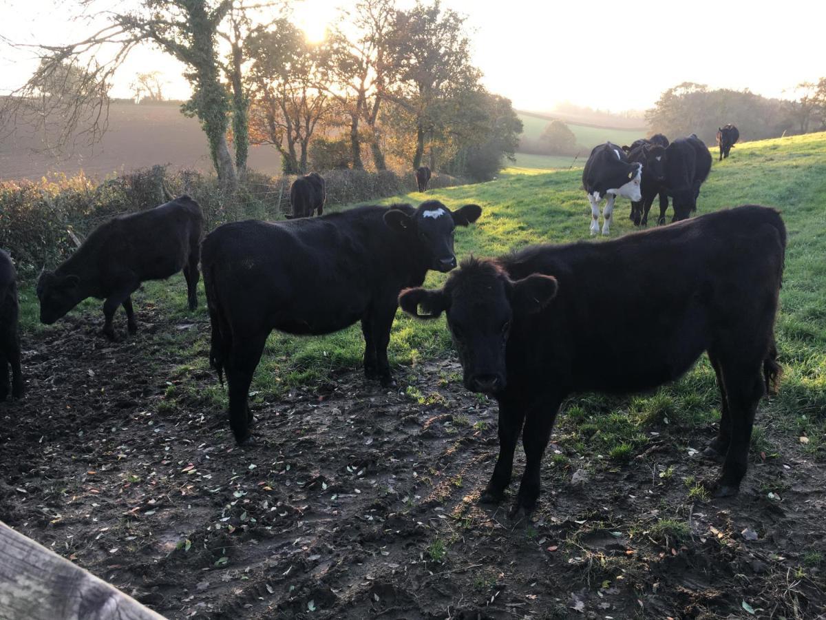 Higher Biddacott Farm Chittlehampton Екстер'єр фото